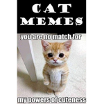 Cats are awesome and very nice
