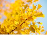 YellO.Ow StudiO.Os