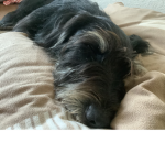 Hunde Cloub :)