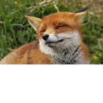Funny Fox Pox