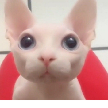 Capture the Flag (Alpha)