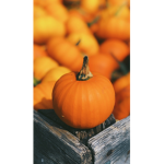 Ur local pumpkin