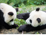 Panda love time!!!