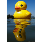 Quack Club :]