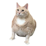 Find the Chonkitties