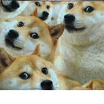 sUs dogess