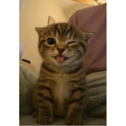 40%