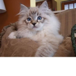 My little baby kit is super cute so pls join:)