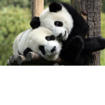 jelly panda