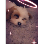 Daisy_Builds