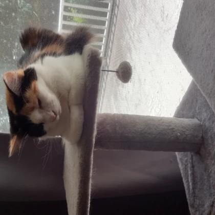 sleepy cat