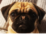Puppy, s ar cute