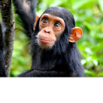 Animals are the best in the universe