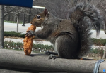 Squirrel inc. studios