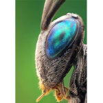 Insects studios