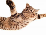 Soaring Cats