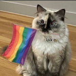 _+ the world of LGBTQIA +_