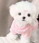 CuddlyCrew