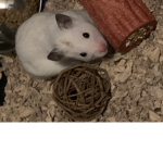 My hamster is fat,Just like you