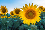 Sunflower flowers group