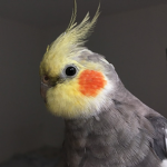 bird clothes