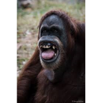 The Ugly Gorilas