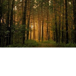 The Forest Builders