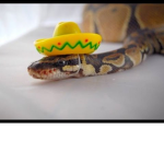 snakes 0-0