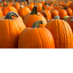 Cutie snuggle bears pumpkin army