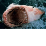 Jawsshark999's Fan Group