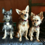 PawPal Squad