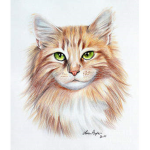Cat Clan For Cat Fans