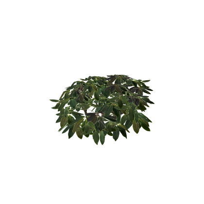 Bush (2)