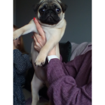 Pug group pug