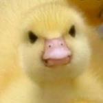 A Bunch Of Angry Ducks