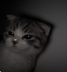 cats 4life <33