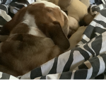 My dog daisy
