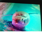 galaxy shark