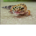 Gecko village :D
