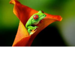 Super Frog Studio