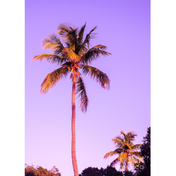 MIAMI RACING