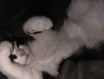 MOZZARELLA PEOPLE