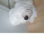 Dominiks gamers dogs