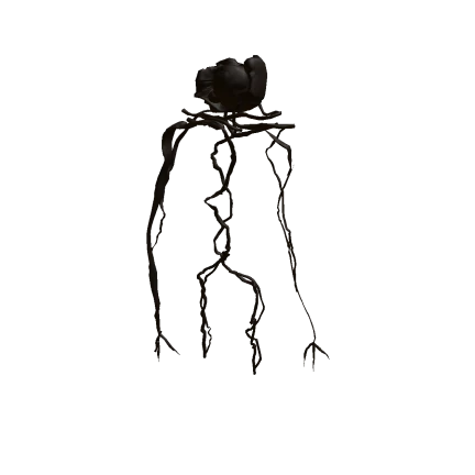 Asset Preview
