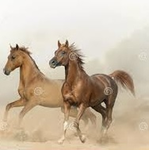 HorsePower.