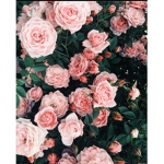 pinkrosesz