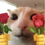 ᴄᴀᴛs ʀᴜʟᴇ!