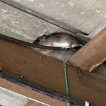Rats Project