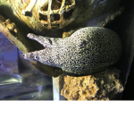 Aquarium Fan Group