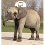 The elephant friend’s